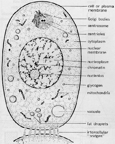 Animal cell